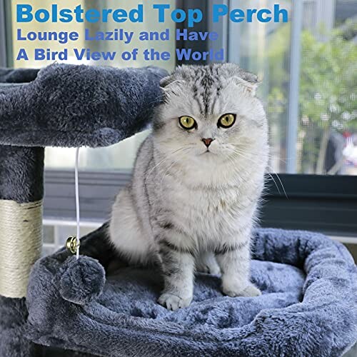 Scottish Fold cat sitting on a blue cat tree.