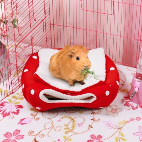 Guinea pig sitting on a red polka dot bed inside a cage.