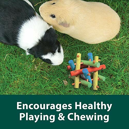 Two guinea pigs playing with a colorful chew toy on grass.