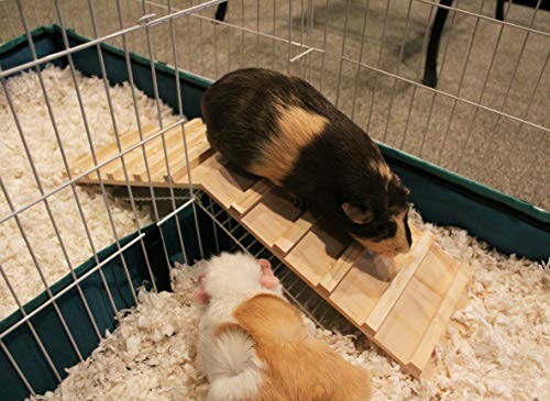 Two guinea pigs in a cage with a wooden ramp.