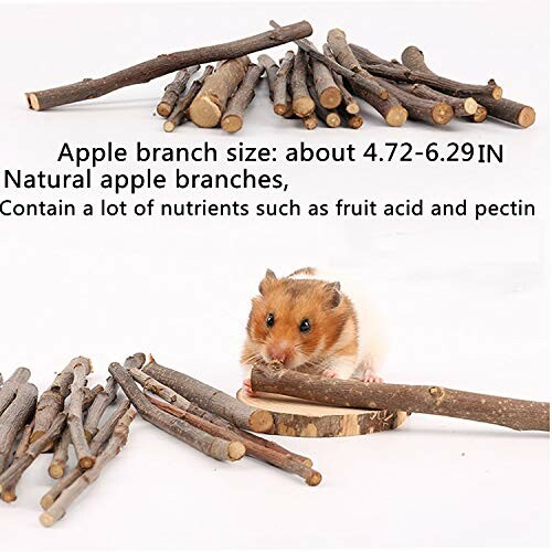 Hamster with natural apple branches for chewing.