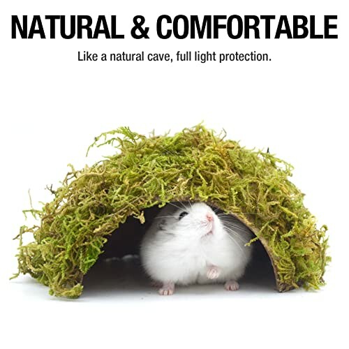 Hamster in a moss-covered hideout