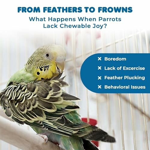 Parrot in cage with issues from lack of chewable items.
