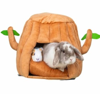 Rabbit and guinea pig in a pumpkin-shaped hideout.