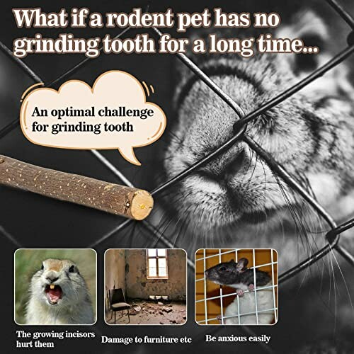 Rodent pet teeth care tips with images showing potential issues.